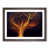 Walnut Framed