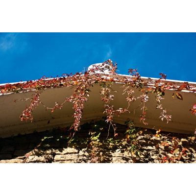 Rooftop Vines - Wrapped Canvas Print
