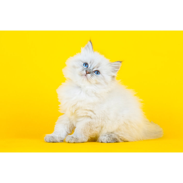Portrait Of Siberian Kitten by Jkitan - Wrapped Canvas Print