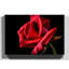 Flower Red Rose - Wrapped Canvas-19041360