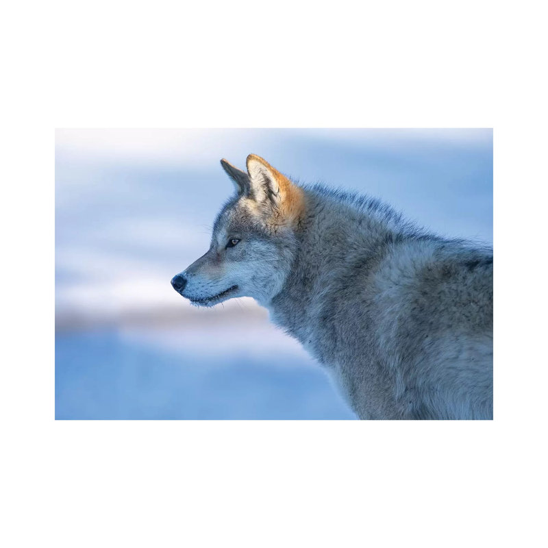A Vigilant Wolf 1 Piece Wrapped Canvas Wall Art, 20.32 cm H x 30.48 cm W