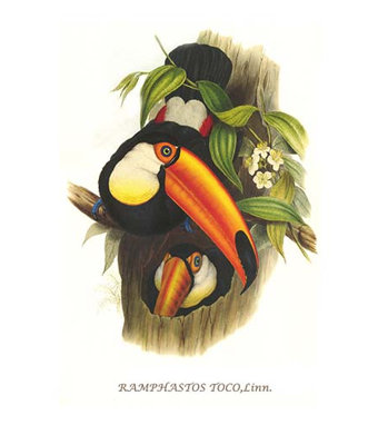 « toco toucan » par john gould, impression