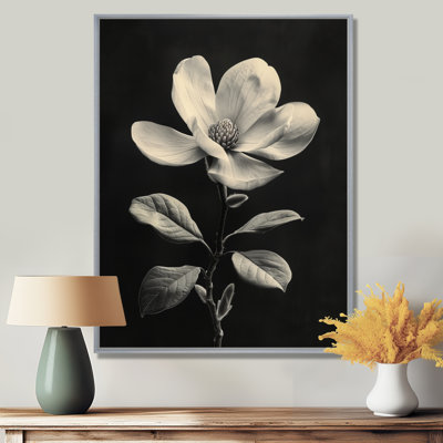 Magnifique photo botanique grise et noire - magnolia