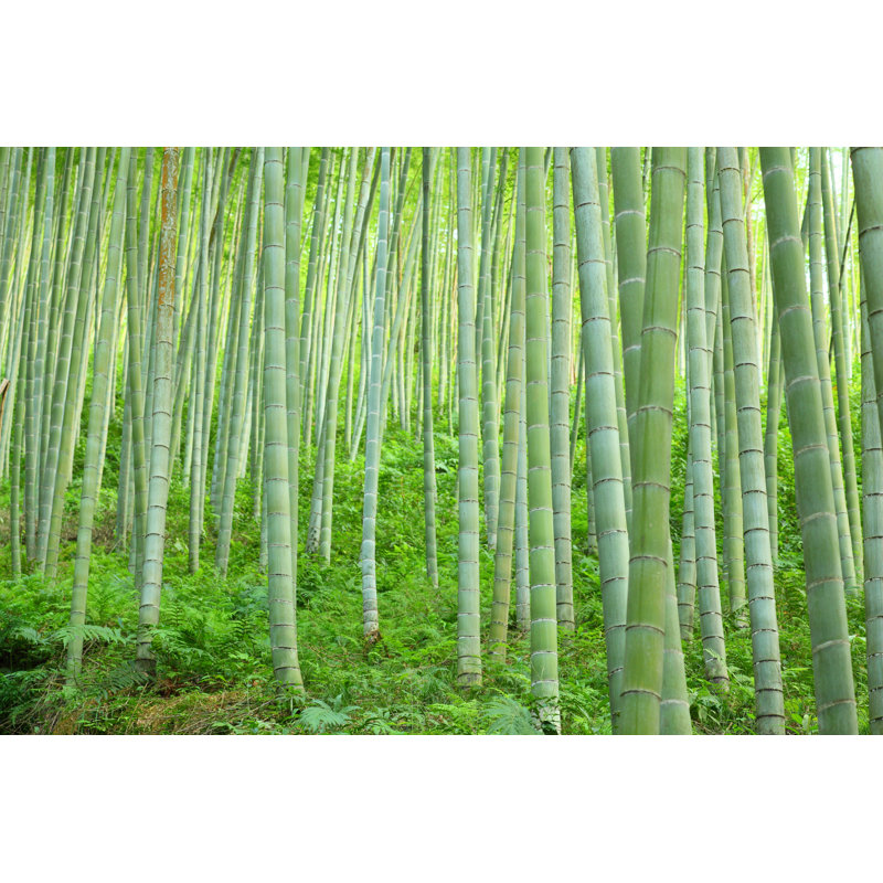 Bamboo Forest by BIHAIBO - No Frame Art Prints on Canvas, 81cm H x 122cm W