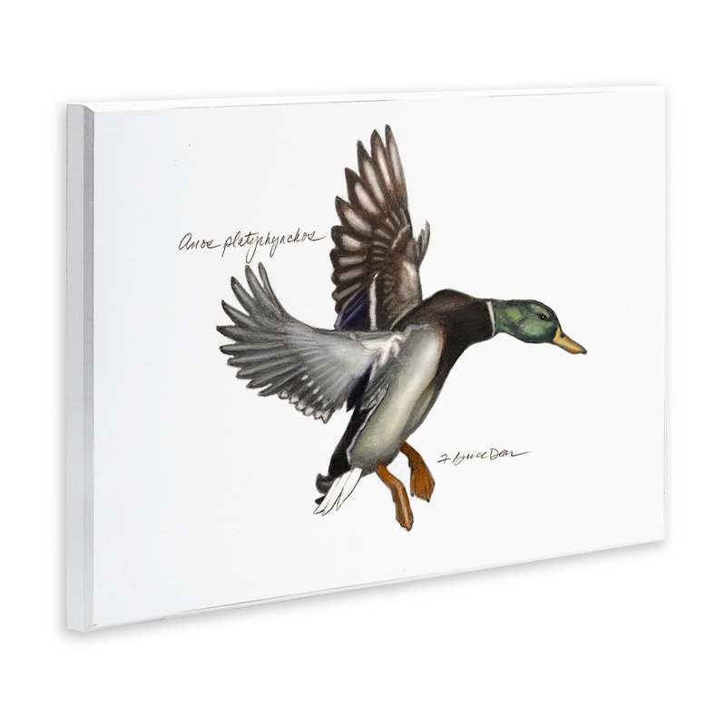 «Canard colvert volant» par Jadei, H 10 po x l 15 po