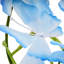 Fleurs de papillon artificielles-1212749406