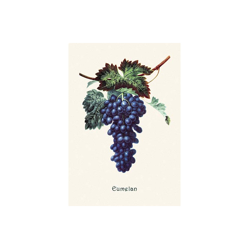 « eumelan raisins », reproduction d’art, H 30 po x l 20 po x P 1,5 po
