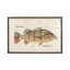 Speckled Pavon Print-517622094