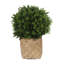 Seville Faux Boxwood Topiary in Cement/Bamboo Planter