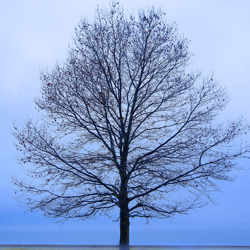 November Tree by James McLoughlin - Wrapped Canvas Print, 51cm H x 51cm W