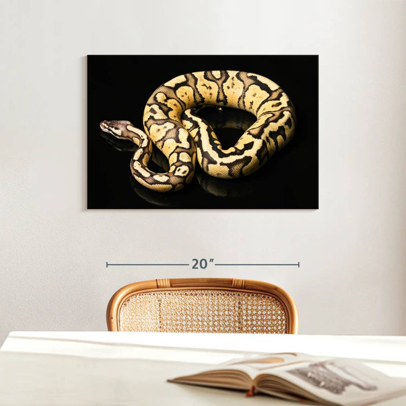 Brampt Female Python Snake, 16" H x 24" W
