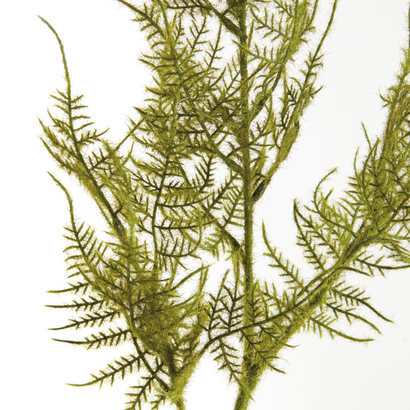 PLUMOSA TIGES, ENSEMBLE DE 6