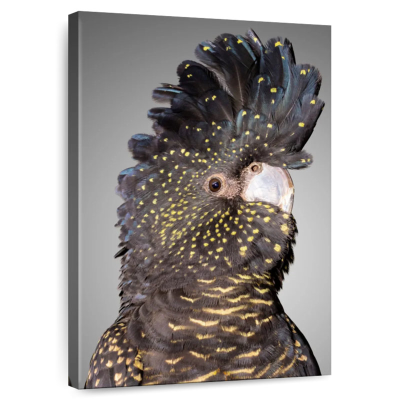 Brampt Black Cockatoo Head, 12" H x 8" W