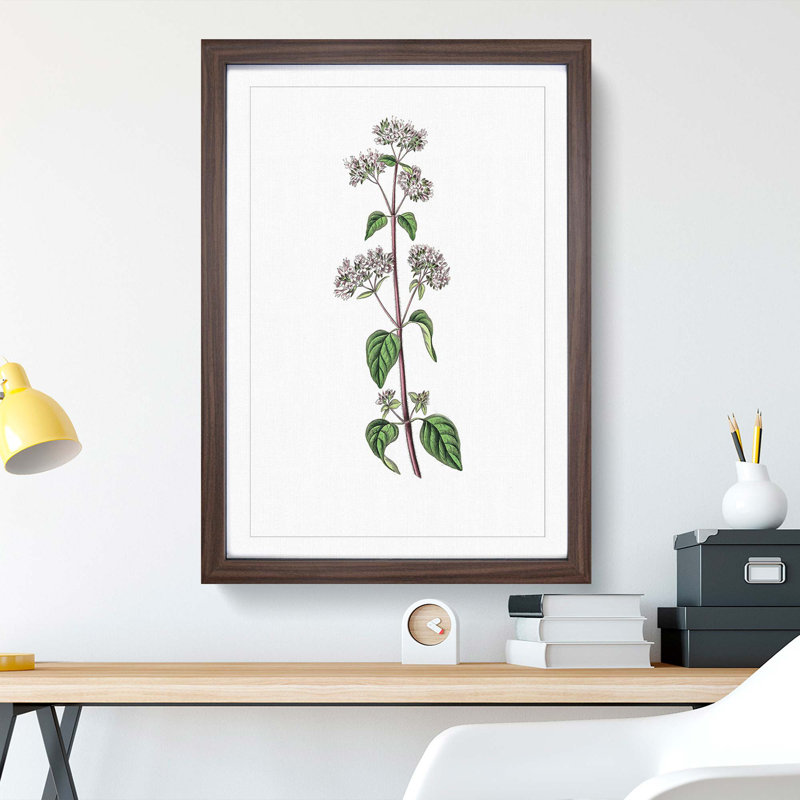 Oregano Flowers Illustration - Framed Print, 36cm H x 27cm W x 2cm D, Walnut Framed