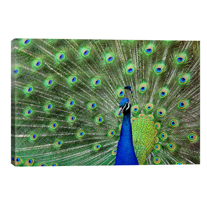 Peacock Feathers - Wrapped Canvas Print, 101.6 cm H x 66.04 cm W x 1.91 cm D
