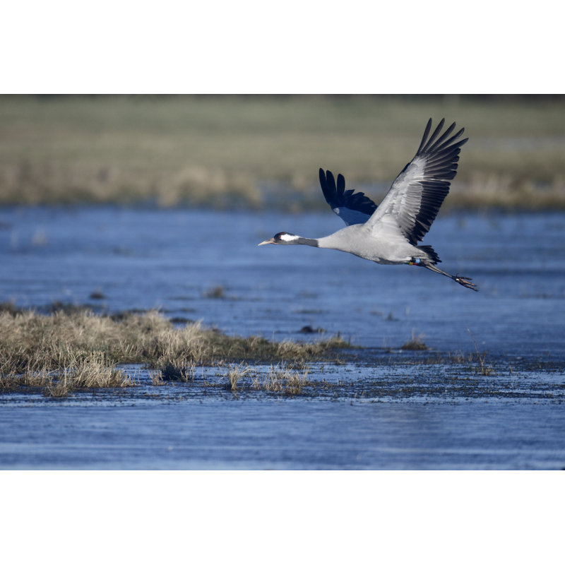 Common Crane Bird by MikeLane45 - Wrapped Canvas Print, 20cm H x 30cm W
