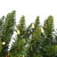 Durham Pole Pine 7.5' H Lighted Artificial Pine Christmas Tree