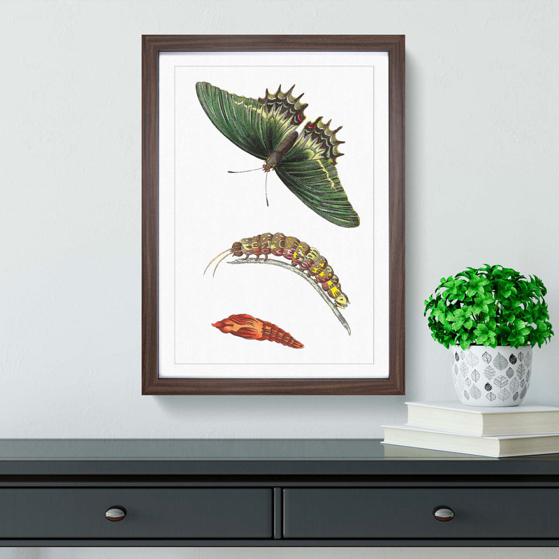 Caterpillar & Swallow-Tail Butterfly by George Shaw - Framed Print, 48cm H x 36cm W x 2cm D, Walnut Framed