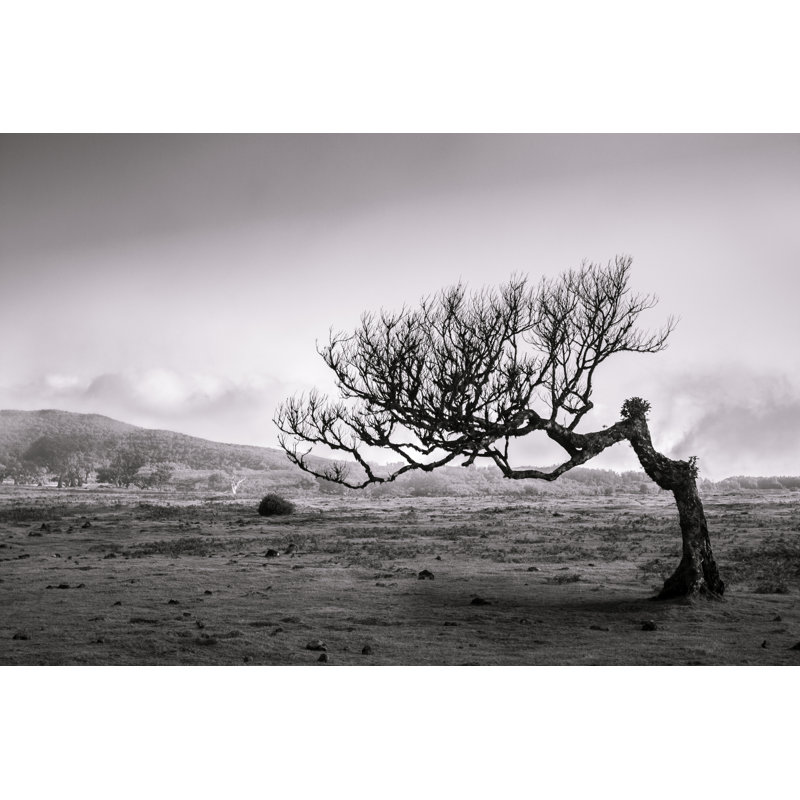 Lonely Tree - Photographie sur toile tendue, H 8 po x l 12 po x P 1 po