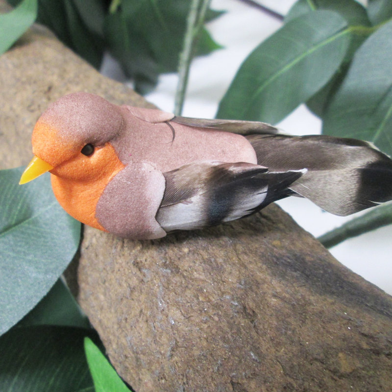 Moineau à queue en forme de cloche, Orange
