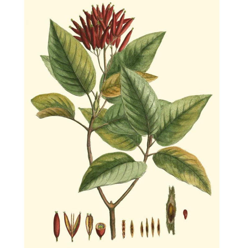 Art sur toile tendue Red Barrel Studio® Hierseman Gallery: Crimson Botanical IV 39390D, H 18 po x l 15 po