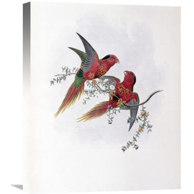 " Pectoral Lorikeet " by John Gould