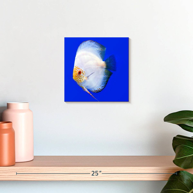 Brampt Pompadour Discus Fish, 10" H x 10" W