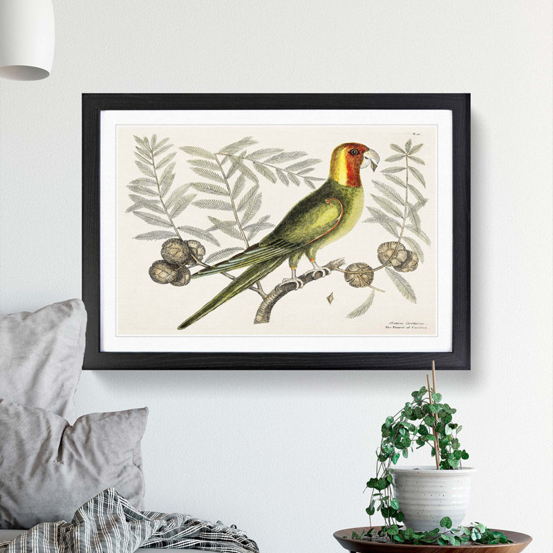 Parrot of Carolina by Mark Catesby - Picture Frame Painting Print, 27cm H x 36cm W x 2cm D, Black Framed