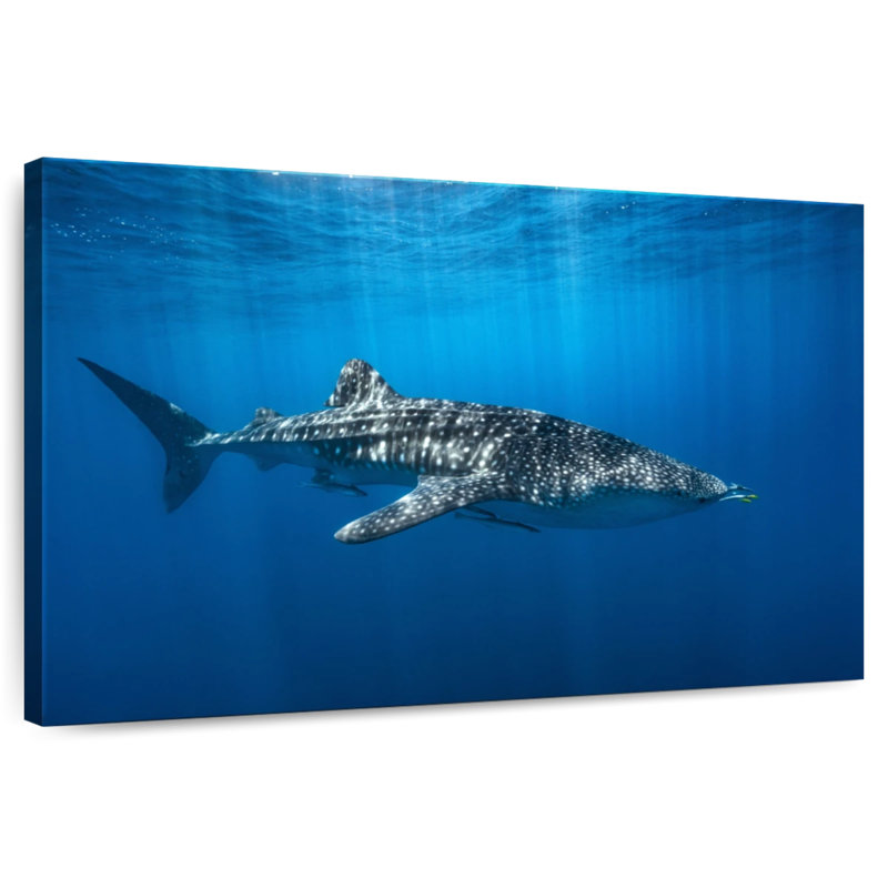 Brampt Whale Shark In The Blue, 32" H x 48" W