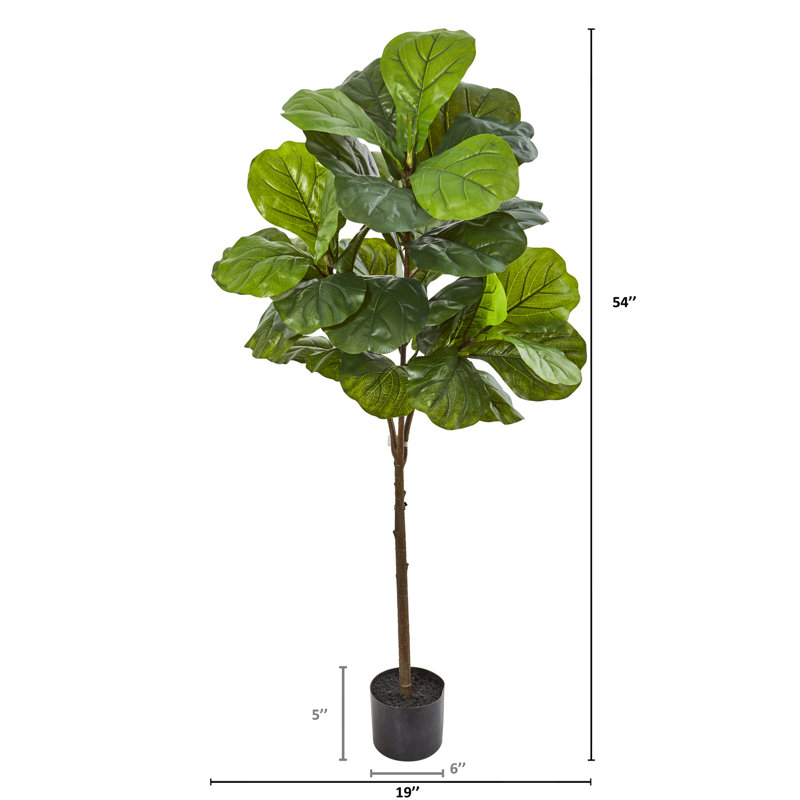 Figuier 49 po en pot
