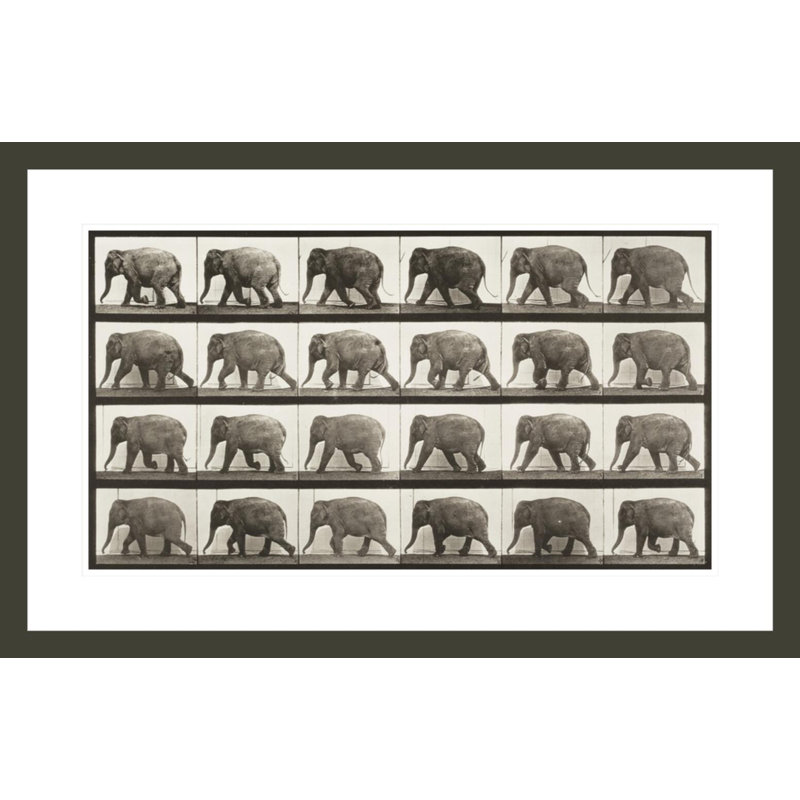 Elephant walking (Animal Locomotion 1887 plate 733) by Eadweard Muybridge -Framed Giclee Print, 19" H x 29.5" W
