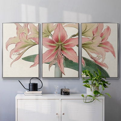 Amaryllis Varietals I 3 pièces