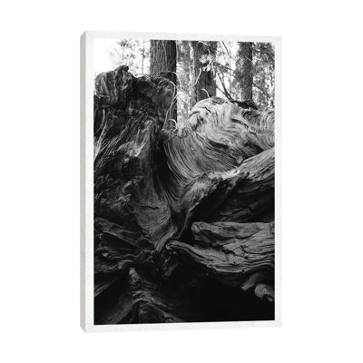 Sequoia National Park XIII by Bethany Young - Print on Canvas