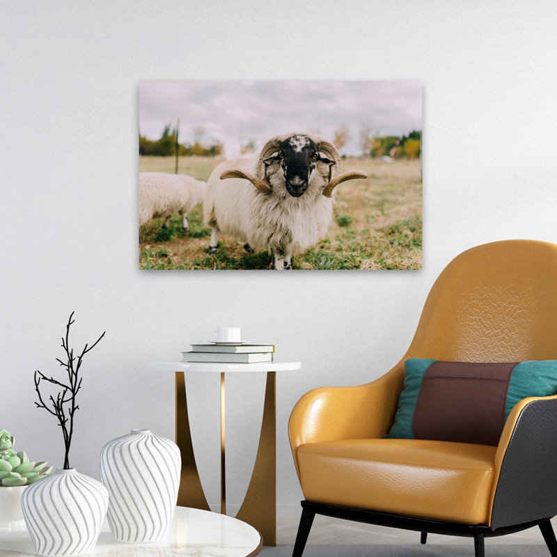 Chèvre, nature, photographie animalière, art contemporain, H 24 po x l 16 po