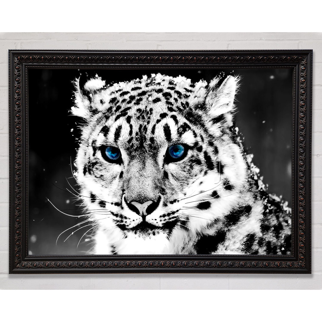 Snow Blue Eye Leopard - Einzelner Bilderrahmen Kunstdrucke