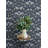 Mystic Moth Navy Forest Magic Wallpaper-1092029757