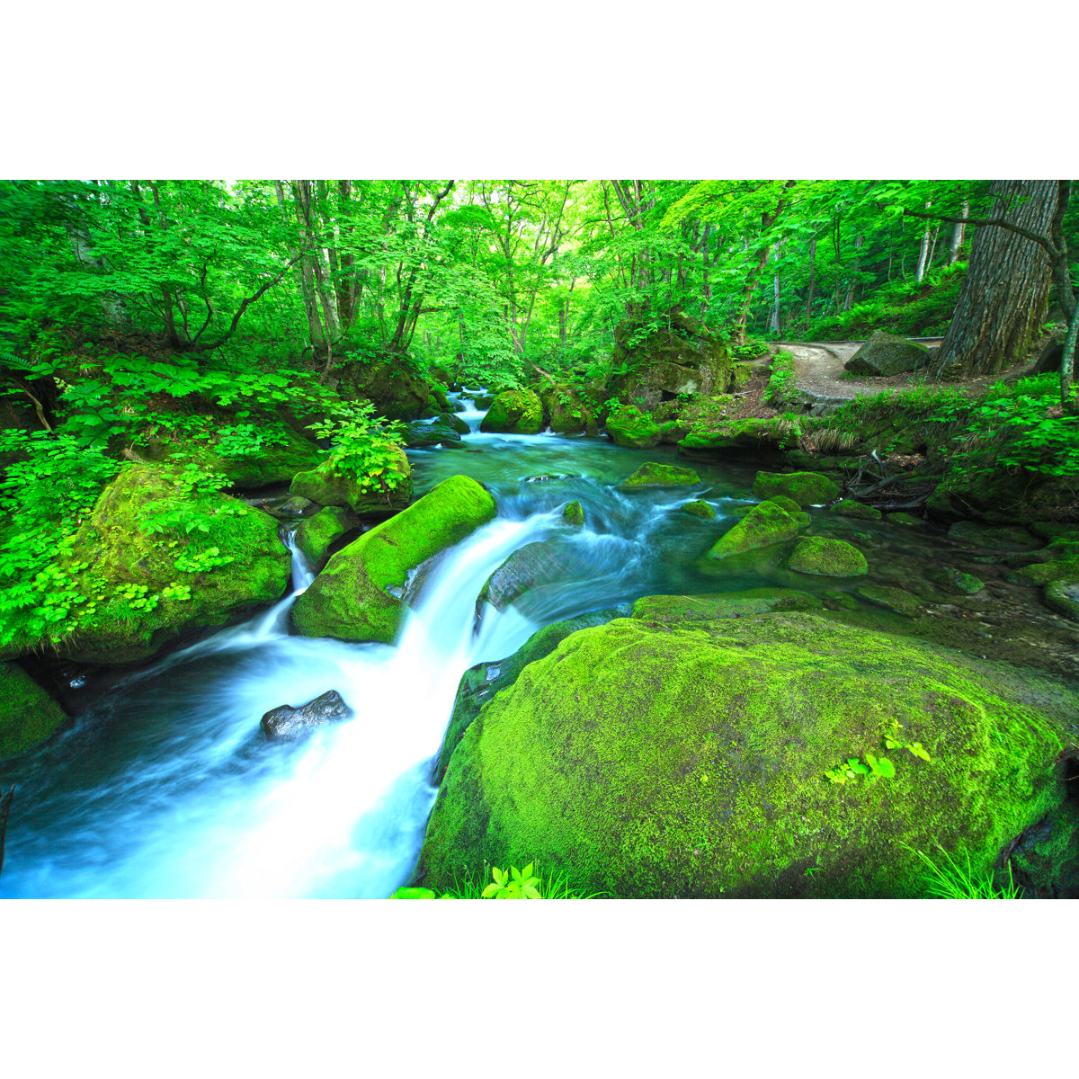 Union Rustic Green Forest - Wrapped Canvas Photograph | Wayfair.co.uk
