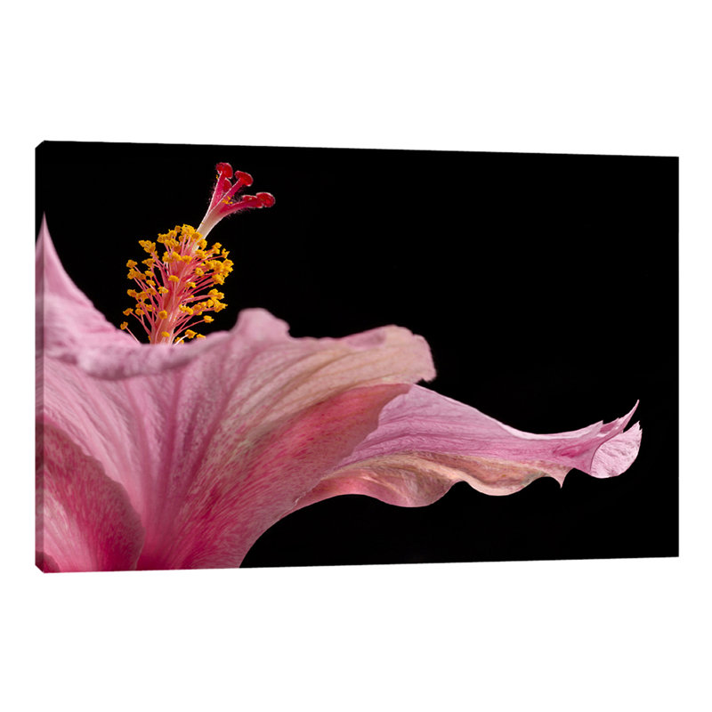 Hibisucs 1 Piece Wrapped Canvas Wall Art, 71cm H x 107cm W x 4cm D