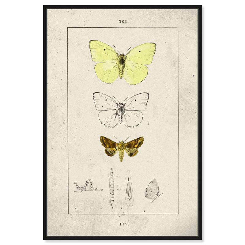 «Botanical Butterfly», reproduction d'art sur toile par Art Remedy, H 16 po x l 11 po, Cadre noir
