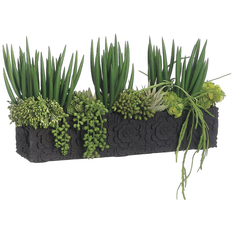 Plante de cactus suspendue en pot