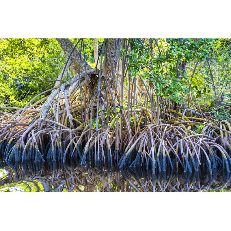 Mangrove par Pjpoto69, H 20 po x l 30 po