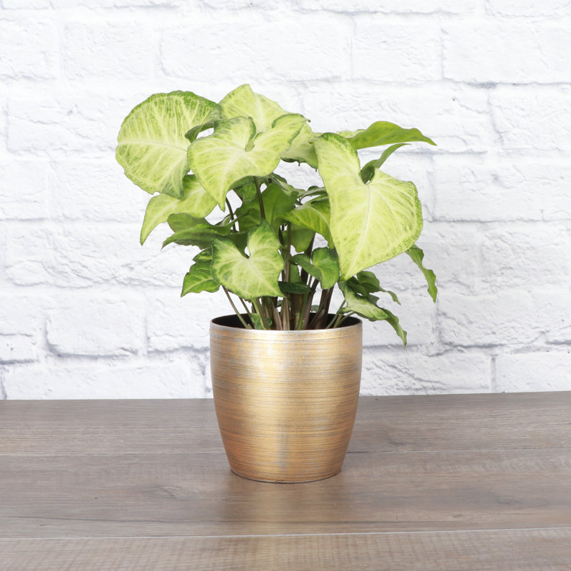 Live White Butterfly Plant in Classic Pot,  6'' H X 4'' W X 4'' D, Gold