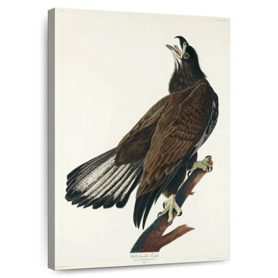 Headed Eagle