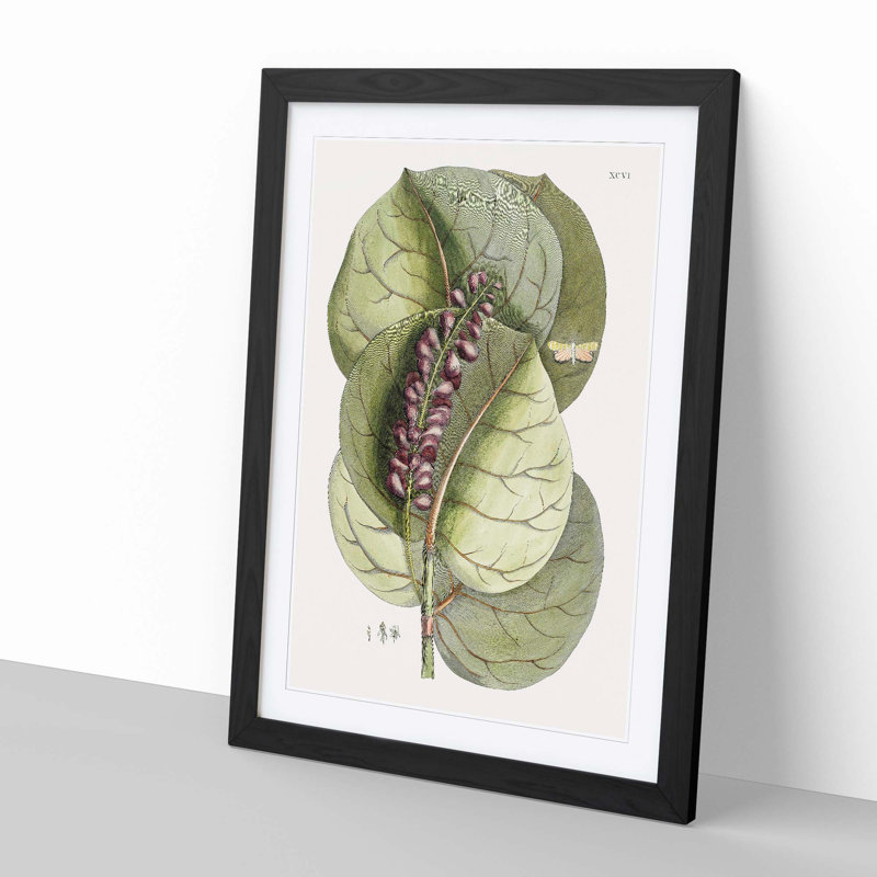 Mangrove Grape-Tree & Butterfly by Mark Catesby - Picture Frame Painting Print, 76cm H x 50cm W x 2cm D, Black