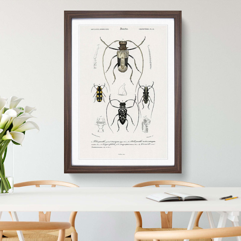Beetle Illustrations PL.13 by Charles D'Orbigny - Single Picture Frame Print, 45cm H x 33cm W x 2cm D, Walnut Framed