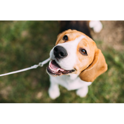 Beautiful Tricolour Puppy of English Beagle Sitting on Green Grass 1 Piece Wrapped Canvas Wall Art