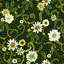 Yuki Osada Floral Wallpaper Double Roll-463325348