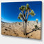 " Joshua Tree In Open Desert "