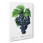 Blue Grapes by Pierre-Joseph Redoute - Wrapped Canvas-55371875