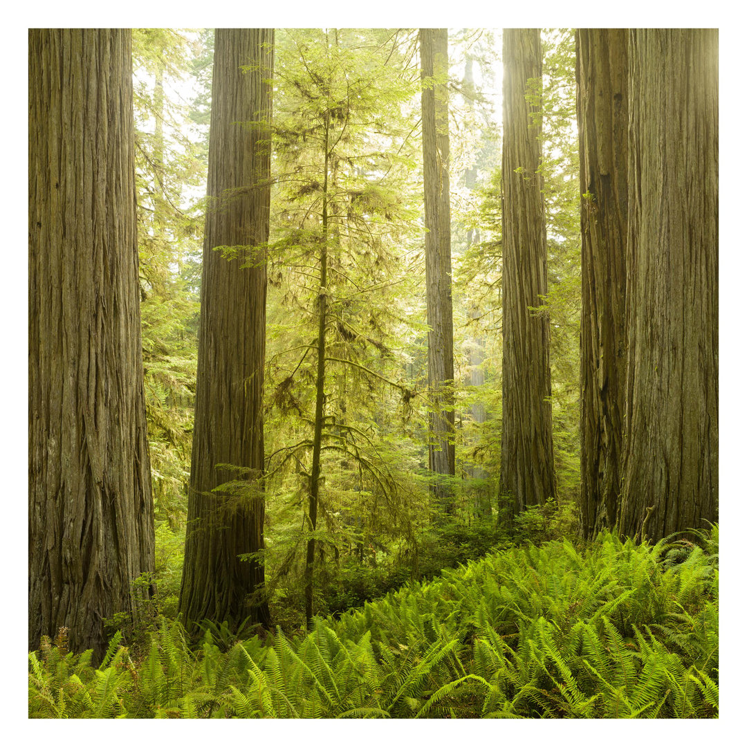 Redwood State Park Forest View 2.88m x 2.88m Embossed Matt Peel & Stick Wall Mural